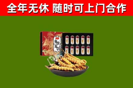 广州市回收冬虫夏草价格